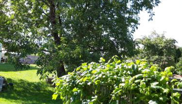 Ferienwohnung im Seidlerhof mit Balkon und Garten - Foto 4, Garden