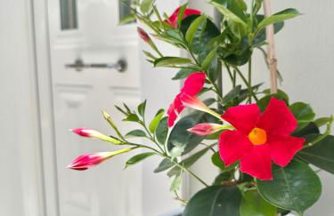 Aiginetan Apartments - Foto 32