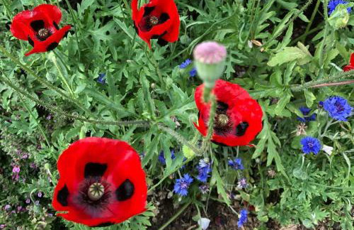 Whittlewood Shepherd's Hut in Silverstone, Cosy, Rural, Views - Photo 31