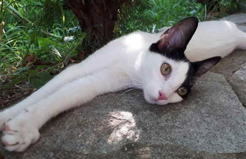 "The plane trees" - Foto 52