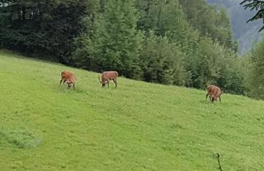 Zielona Granica - Foto 16