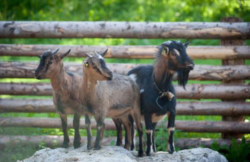 Ferienwohnung Mair am Bach - Foto 16