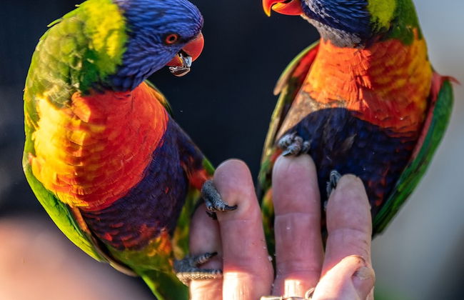 Esk Caravan Park & Motel - Foto 34