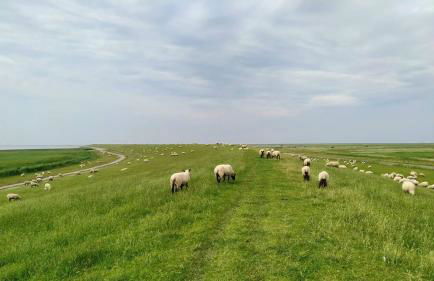 Dat Witte Huus in Hinte - Foto 19