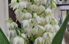 La Maison de Lucietta - Foto 13