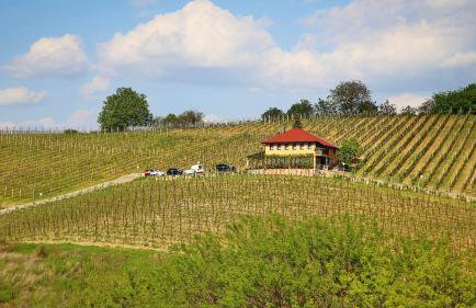 Wine Paradise - Foto 11