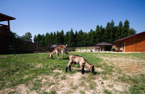 Zagroda Nad Kotelnią - Foto 67
