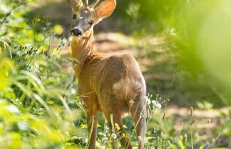 L'Orgelétaine : Grande Maison au milieu des Lacs du Jura - Foto 71