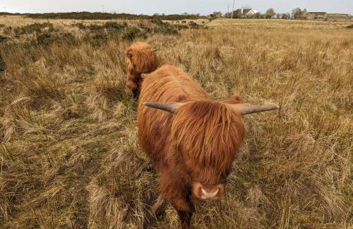 Achmeney Glamping larger than Average pod - Photo 18
