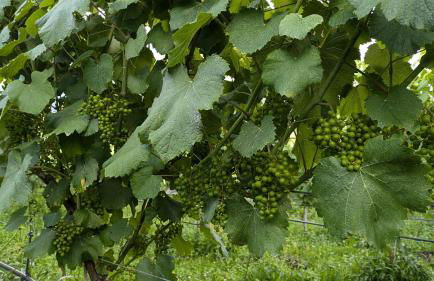 Casinha Ponte Nova - Foto 29