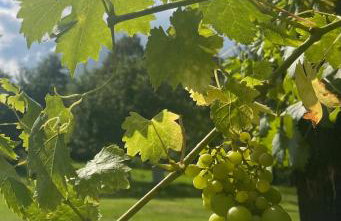 Dom Pod Dębem Agroturystyka - Foto 55