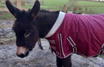 Inviting 2-bed Cottage in Newcastle Emlyn - Foto 39