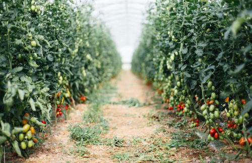 Agriturismo Il Querciolo - Photo 23