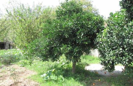 Rafaela House - Foto 36