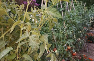 Gite Les Lavandes - Photo 47