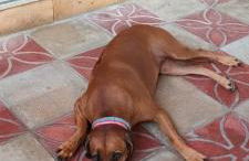 Villino Il melograno - Foto 35