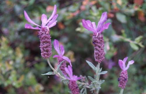 Quinta da Maria Mendes - Foto 47