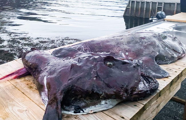 12 Person Holiday Home in Davik - Foto 69