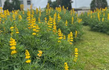 Island Haven - Cantinho da Ilha - Photo 24