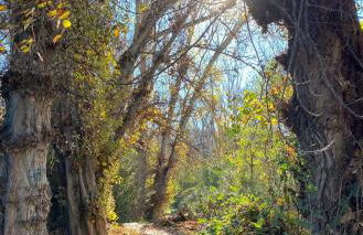 Casa rural La Vereda del rio Guadalquivir - Foto 37