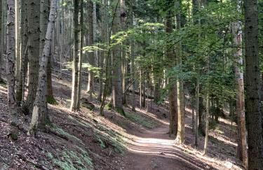 Appartements du comté de Dabo - Foto 37