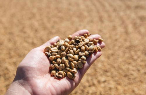 Casa Baldoni - Fazenda de Café - Foto 44