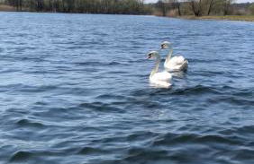 Villa Schuwardt auf Nordend - Foto 34