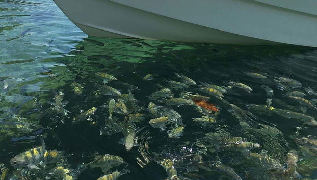 Peixes da lagoa Verde