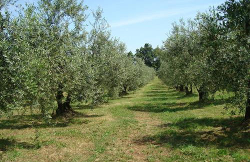 Antica Fattoria Borghesi - Foto 22