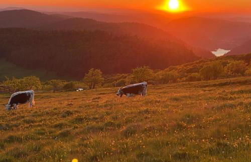 Le Nichoir - Foto 13