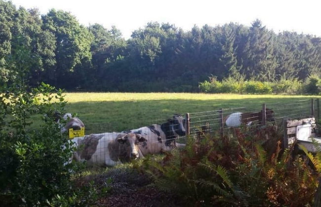 Cottage in Schijf With Garden - Foto 25