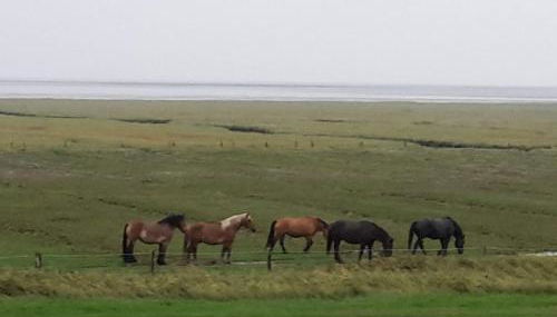 Inselresidenz Wattenmeer - Wohnung 7 - Foto 2