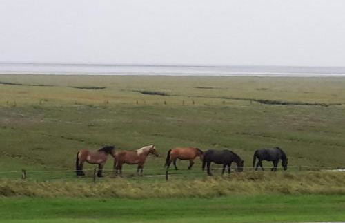 Inselresidenz Wattenmeer - Wohnung 7 - Foto 2