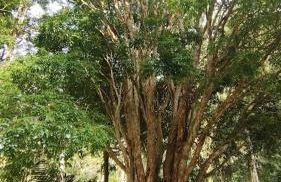 Chácara da Vó na Natureza - Foto 10