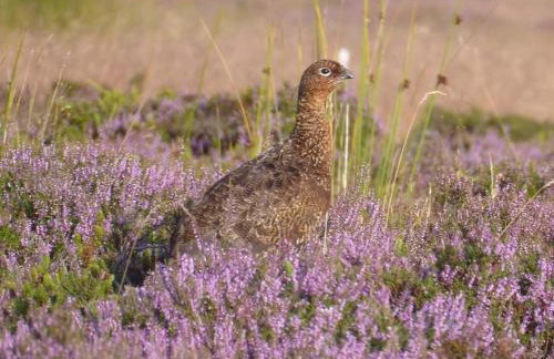 Beebole Cottage - Foto 42