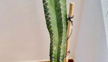 Casa Carol, un hogar fuera de casa. - Foto 3