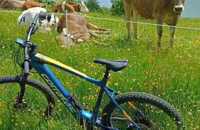 "Löwenzahn", Oberstaufen-Wiedemannsdorf - Foto 10