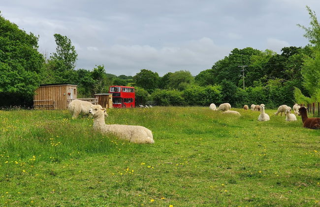 Double Decker Bus on an Alpaca Farm Sleeps 8 - Foto 53