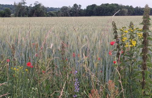 Charmante maison au calme avec jardin - Photo 41