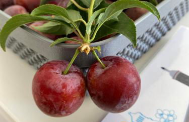 Quinta do Sr. Cabrita - Foto 59