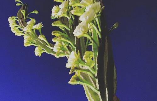 Villa Orchidea -San Lorenzo - Marzamemi - Foto 33