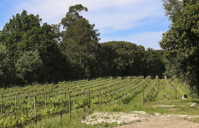 Quinta de Chousas - Braga - Agrotourism - Photo 57