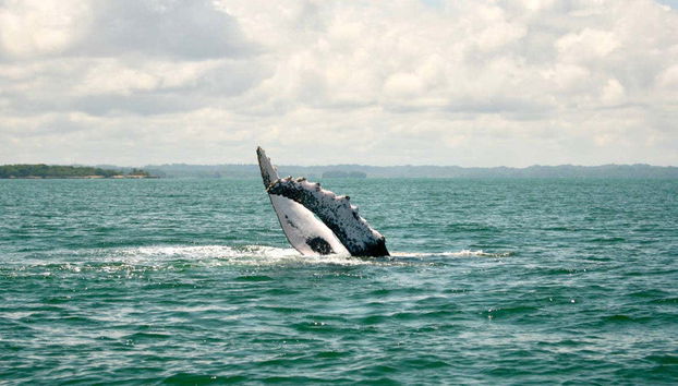 Cetaceo nel suo habitat