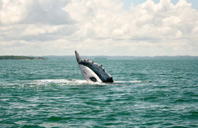 Whale Watching from Cali - Photo 5