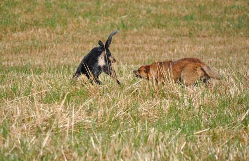 Masseria Straziuso - La Vaccariccia - Foto 33