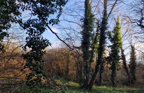 Forest View Cottage - Foto 20