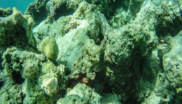 Escursione all'Isola di Mnemba - Foto 5