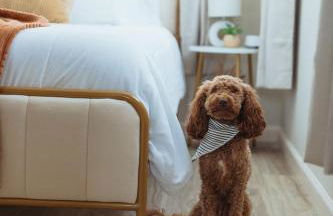 Sage Haven #6 - Foto 3