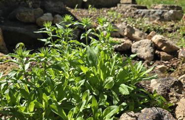 Cabin near Dogwood Canyon, Top of the Rock, Branson - Foto 9