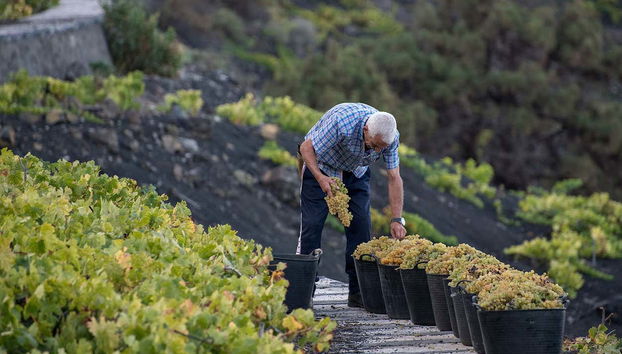 Recogida de uvas en la bodega